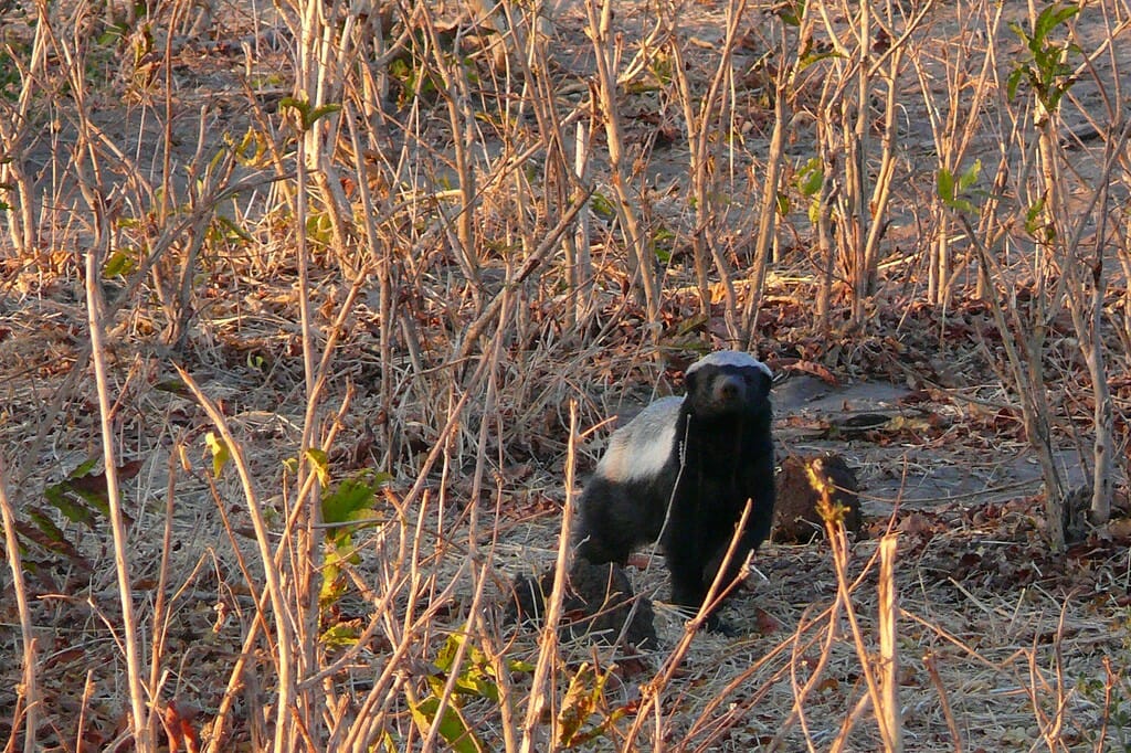 The Honey Badger - As Tough as They Come | Thornybush